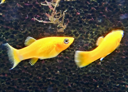 Assorted Mollies - Nano Tanks Australia Aquarium Shop