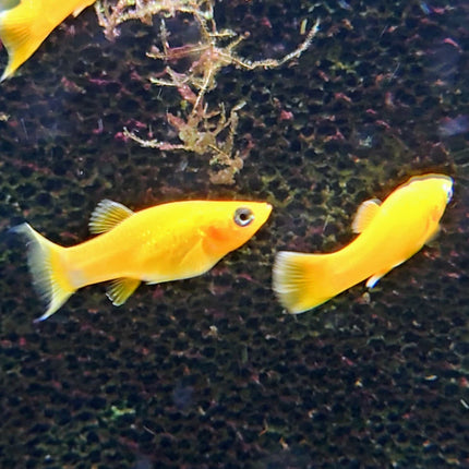 Assorted Mollies - Nano Tanks Australia Aquarium Shop