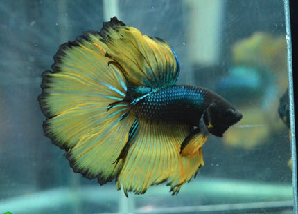 Assorted Mustard Gas Halfmoon Male Betta - Nano Tanks Australia Aquarium Shop