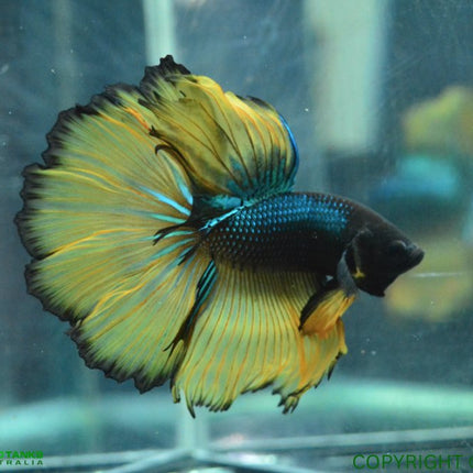 Assorted Mustard Gas Halfmoon Male Betta - Nano Tanks Australia Aquarium Shop
