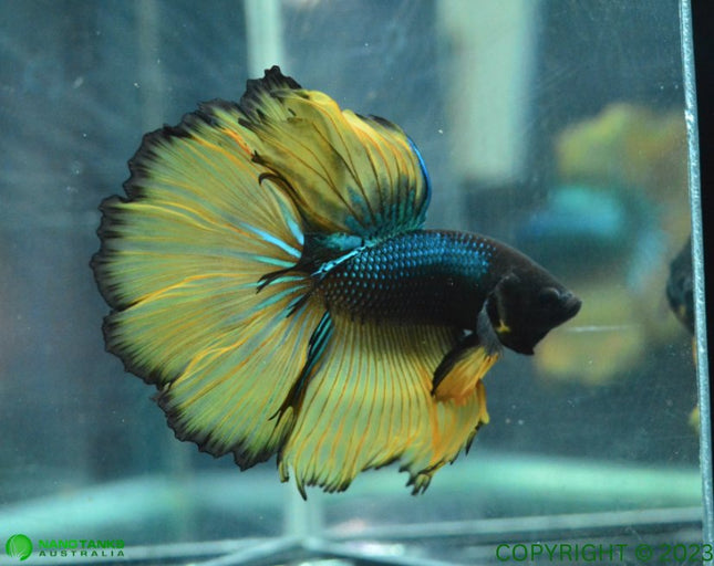 Assorted Mustard Gas Halfmoon Male Betta - Nano Tanks Australia Aquarium Shop