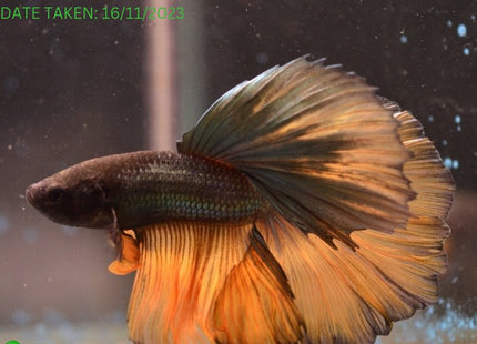 Assorted Mustard Gas Halfmoon Male Betta - Nano Tanks Australia Aquarium Shop