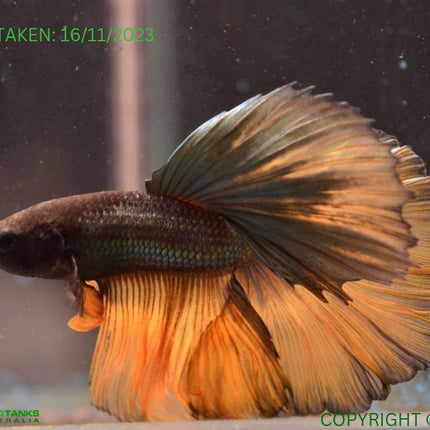 Assorted Mustard Gas Halfmoon Male Betta - Nano Tanks Australia Aquarium Shop