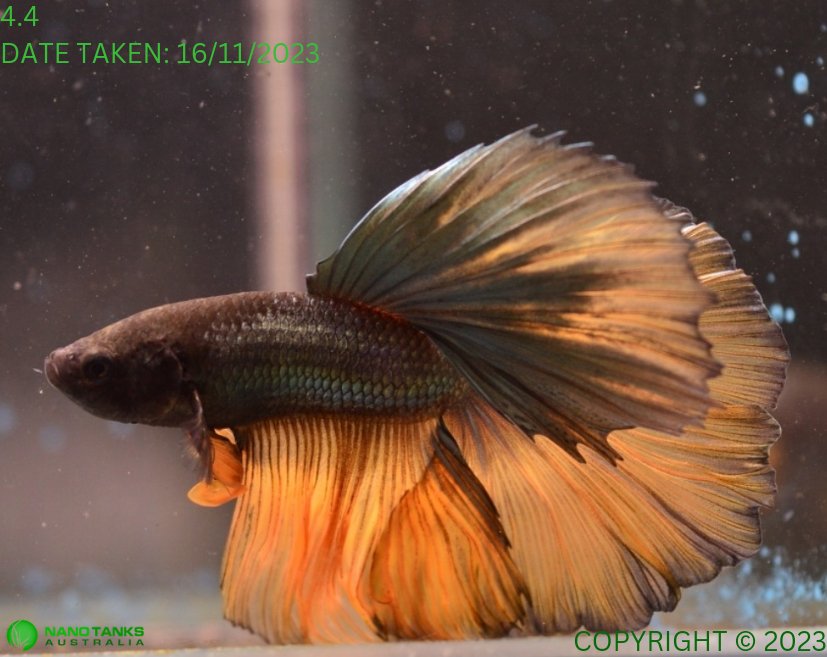 Assorted Mustard Gas Halfmoon Male Betta – Nano Tanks Australia ...