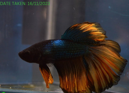 Assorted Mustard Gas Halfmoon Male Betta - Nano Tanks Australia Aquarium Shop