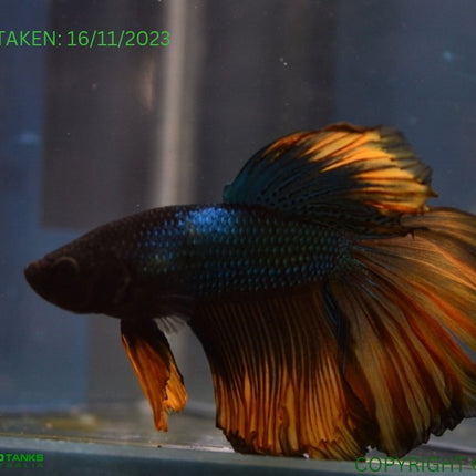 Assorted Mustard Gas Halfmoon Male Betta - Nano Tanks Australia Aquarium Shop