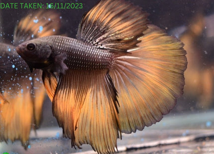 Assorted Mustard Gas Halfmoon Male Betta - Nano Tanks Australia Aquarium Shop