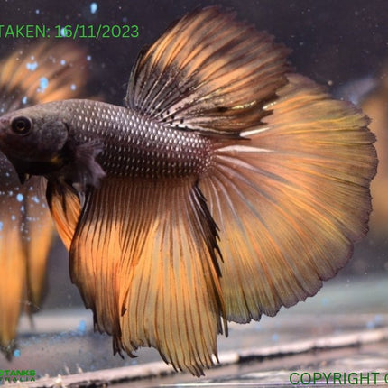 Assorted Mustard Gas Halfmoon Male Betta - Nano Tanks Australia Aquarium Shop