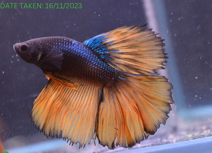Assorted Mustard Gas Halfmoon Male Betta - Nano Tanks Australia Aquarium Shop