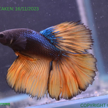 Assorted Mustard Gas Halfmoon Male Betta - Nano Tanks Australia Aquarium Shop