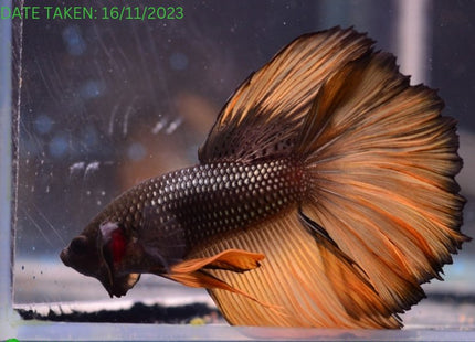Assorted Mustard Gas Halfmoon Male Betta - Nano Tanks Australia Aquarium Shop