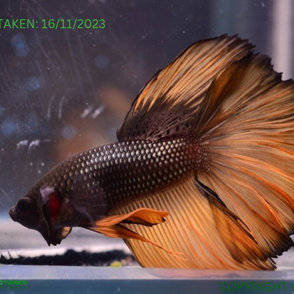 Assorted Mustard Gas Halfmoon Male Betta - Nano Tanks Australia Aquarium Shop