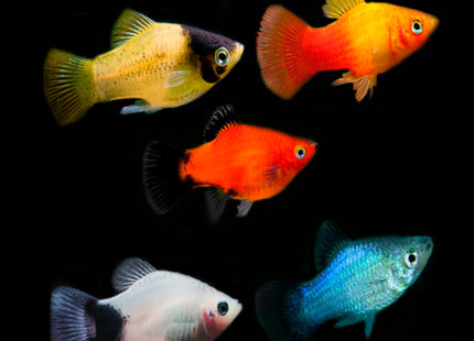 Assorted Platy 5cm - Nano Tanks Australia Aquarium Shop