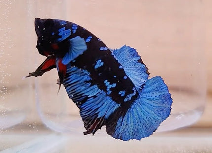 Assorted Premium Grade Black Star Galaxy Avatar Male Betta - Nano Tanks Australia Aquarium Shop