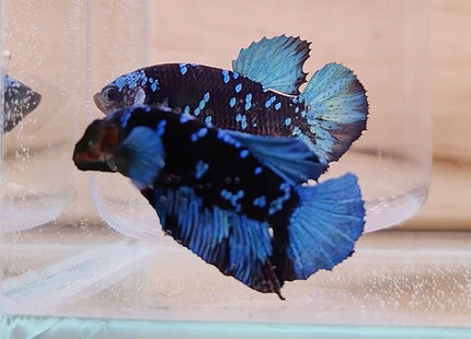Assorted Premium Grade Black Star Galaxy Avatar Male Betta - Nano Tanks Australia Aquarium Shop