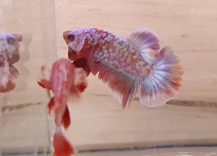Assorted Premium Grade Red Gold LV Galaxy Halfmoon Plakat Male Betta - Nano Tanks Australia Aquarium Shop