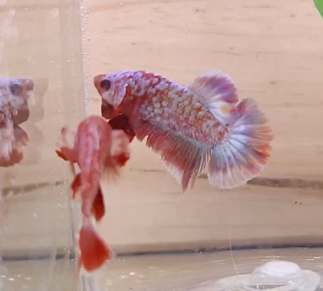 Assorted Premium Grade Red Gold LV Galaxy Halfmoon Plakat Male Betta - Nano Tanks Australia Aquarium Shop