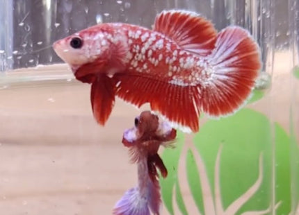 Assorted Premium Grade Red Gold LV Galaxy Halfmoon Plakat Male Betta - Nano Tanks Australia Aquarium Shop