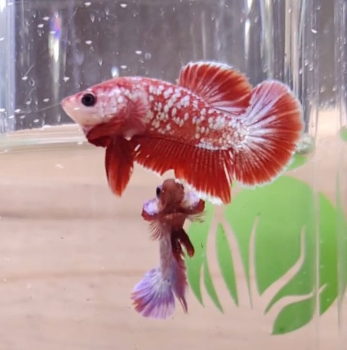 Assorted Premium Grade Red Gold LV Galaxy Halfmoon Plakat Male Betta - Nano Tanks Australia Aquarium Shop