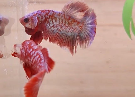 Assorted Premium Grade Red Gold LV Galaxy Halfmoon Plakat Male Betta - Nano Tanks Australia Aquarium Shop