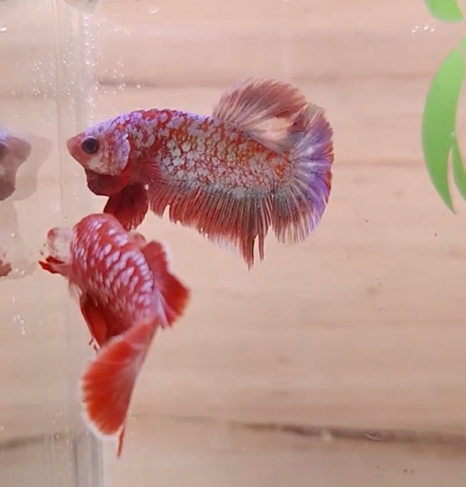 Assorted Premium Grade Red Gold LV Galaxy Halfmoon Plakat Male Betta - Nano Tanks Australia Aquarium Shop