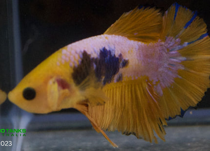 Assorted Premium Grade Yellow Fancy Male Betta - Nano Tanks Australia Aquarium Shop