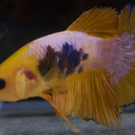 Assorted Premium Grade Yellow Fancy Male Betta - Nano Tanks Australia Aquarium Shop