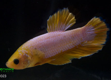 Assorted Premium Grade Yellow Fancy Male Betta - Nano Tanks Australia Aquarium Shop