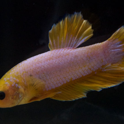 Assorted Premium Grade Yellow Fancy Male Betta - Nano Tanks Australia Aquarium Shop