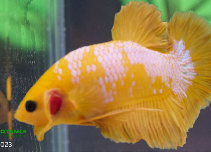 Assorted Premium Grade Yellow Fancy Male Betta - Nano Tanks Australia Aquarium Shop