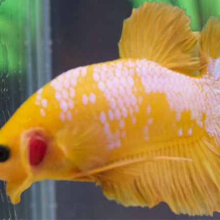 Assorted Premium Grade Yellow Fancy Male Betta - Nano Tanks Australia Aquarium Shop