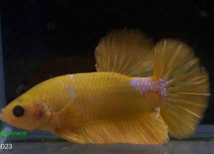 Assorted Premium Grade Yellow Fancy Male Betta - Nano Tanks Australia Aquarium Shop