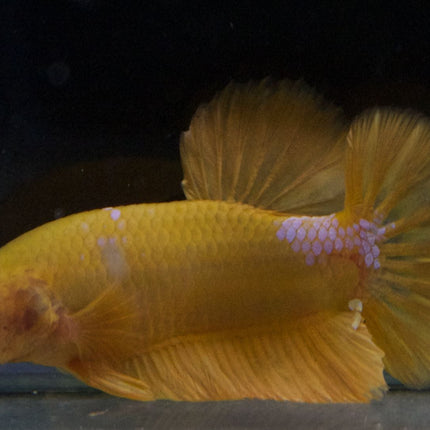 Assorted Premium Grade Yellow Fancy Male Betta - Nano Tanks Australia Aquarium Shop