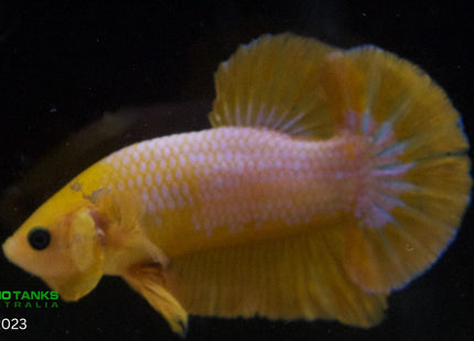 Assorted Premium Grade Yellow Fancy Male Betta - Nano Tanks Australia Aquarium Shop