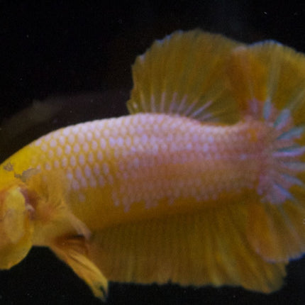 Assorted Premium Grade Yellow Fancy Male Betta - Nano Tanks Australia Aquarium Shop