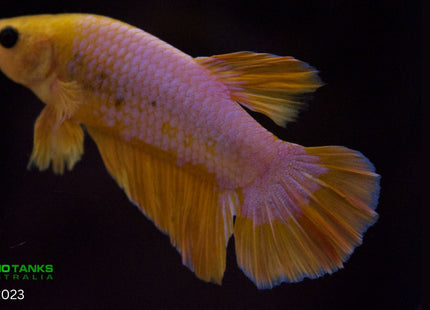 Assorted Premium Grade Yellow Fancy Male Betta - Nano Tanks Australia Aquarium Shop