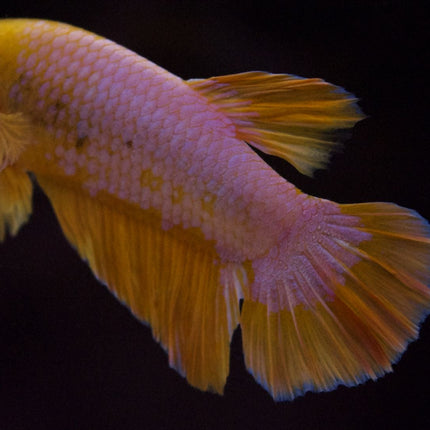 Assorted Premium Grade Yellow Fancy Male Betta - Nano Tanks Australia Aquarium Shop