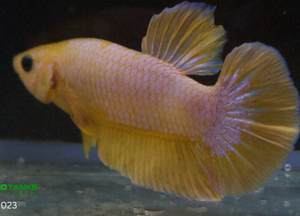 Assorted Premium Grade Yellow Fancy Male Betta - Nano Tanks Australia Aquarium Shop