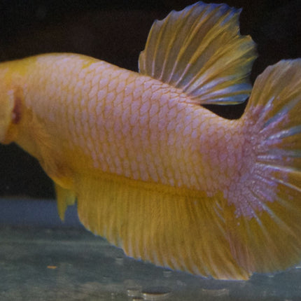 Assorted Premium Grade Yellow Fancy Male Betta - Nano Tanks Australia Aquarium Shop