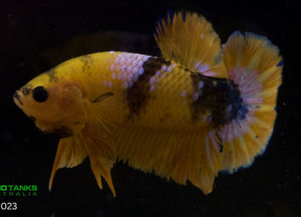Assorted Premium Grade Yellow Fancy Male Betta - Nano Tanks Australia Aquarium Shop