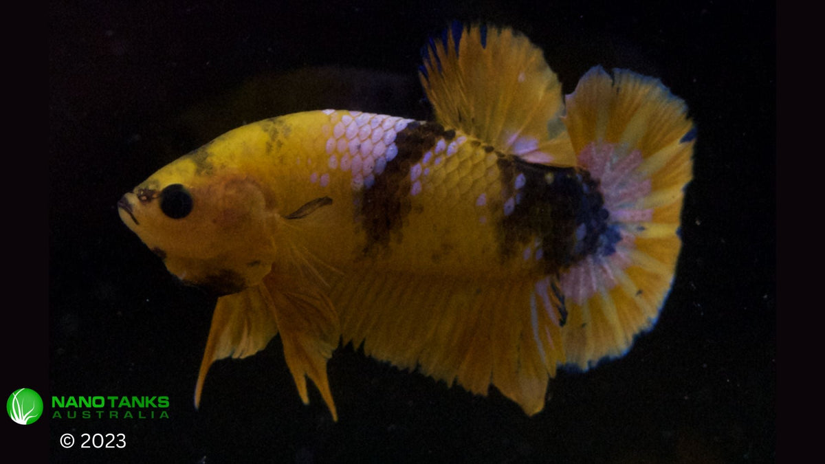 Assorted Premium Grade Yellow Fancy Male Betta - Nano Tanks Australia Aquarium Shop