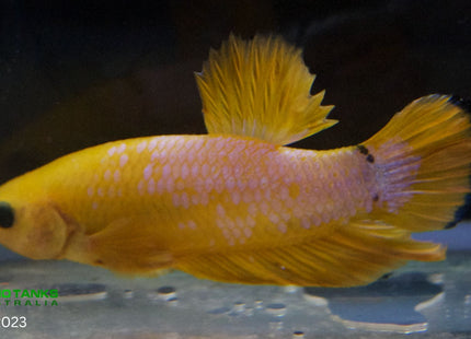 Assorted Premium Grade Yellow Fancy Male Betta - Nano Tanks Australia Aquarium Shop