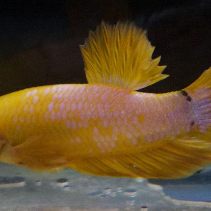 Assorted Premium Grade Yellow Fancy Male Betta - Nano Tanks Australia Aquarium Shop