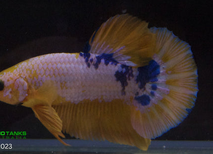 Assorted Premium Grade Yellow Fancy Male Betta - Nano Tanks Australia Aquarium Shop