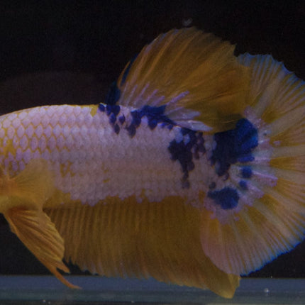 Assorted Premium Grade Yellow Fancy Male Betta - Nano Tanks Australia Aquarium Shop