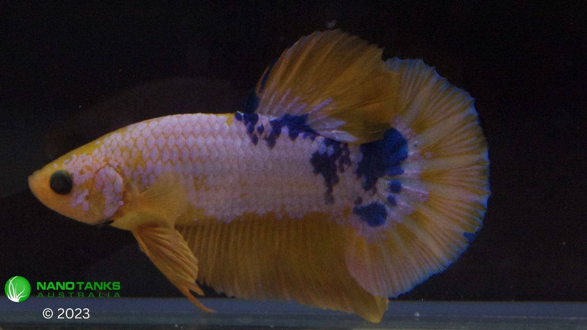 Regular Betta Assorted Premium Grade Yellow Fancy Male Betta – Nano Tanks Australia ...