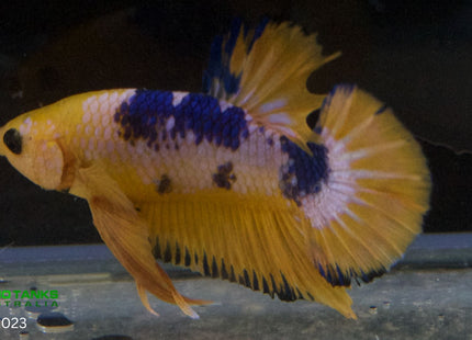 Assorted Premium Grade Yellow Fancy Male Betta - Nano Tanks Australia Aquarium Shop