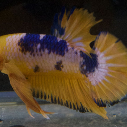 Assorted Premium Grade Yellow Fancy Male Betta - Nano Tanks Australia Aquarium Shop