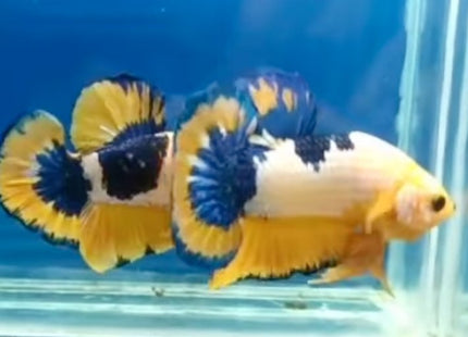 Assorted Premium Grade Yellow Fancy Male Betta - Nano Tanks Australia Aquarium Shop