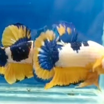 Assorted Premium Grade Yellow Fancy Male Betta - Nano Tanks Australia Aquarium Shop